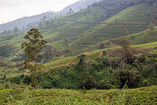 Tea tree plantations. The hills where tea is grown. Sri Laika Ceylon.