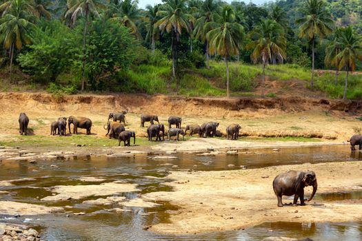 A herd of elephants walks on the yellow bank of the river. Green trees and palm trees grow around. Shelter for elephants. Pinnawela Sri Lanka. Ceylon island.