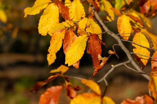 A Close Up Shot of Yellow and Orange Leaves on the tree During Autumn