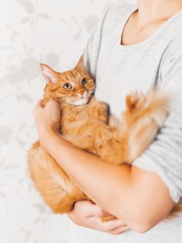 Woman cuddles her cute ginger cat. Fluffy pet looks pleased and sleepy. Fuzzy domestic animal. Cat lover.