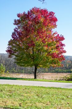 A Tree With Red and Green Leaves Next to a Small Blacktop Road in a Field During Autumn