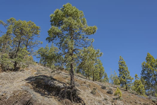 Mountain landscape. Green pines on the mountainside. Stock photography
