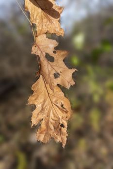  Autumn, dry oak leaves hanging from a tree, eaten by insects to holes
