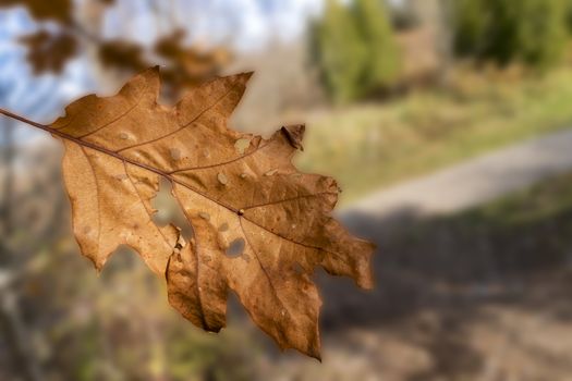  Autumn, dry oak leaves hanging from a tree, eaten by insects to holes