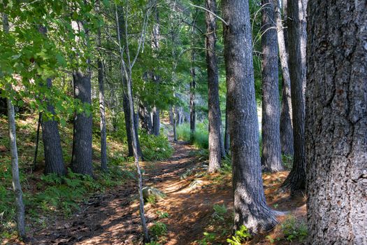 Forestry Canada is trying to help tourists and vacationers by carefully laying hiking trails in wild forests without destroying the nature of wild forests