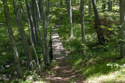Forestry Canada is trying to help tourists and vacationers by carefully laying hiking trails in wild forests without destroying the nature of wild forests