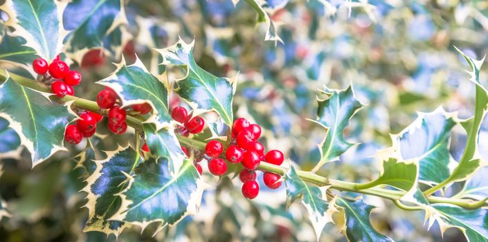 Holly barries background. Traditional symbol of Christmas and New Year season.