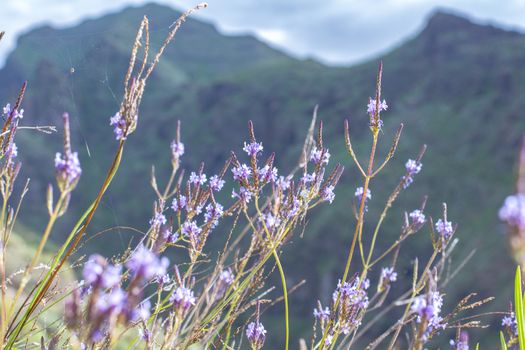 Beautiful landscapes of Barranco del Infierno in Tenerife.