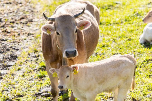 Canillo, Andorra : 2020 May 12 : Cows in the sun in the Canillo countryside in the Pyrenees, Andorra in spring.