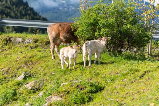 Canillo, Andorra : 2020 May 12 : Cows in the sun in the Canillo countryside in the Pyrenees, Andorra in spring.
