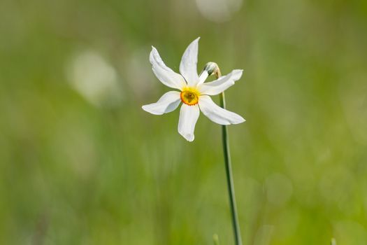Grandalla. Narcissus poeticus
Symbolic flower of Andorra.