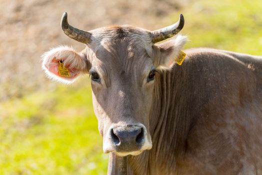 Canillo, Andorra : 2020 May 12 : Cows in the sun in the Canillo countryside in the Pyrenees, Andorra in spring.