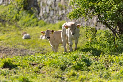 Canillo, Andorra : 2020 May 12 : Cows in the sun in the Canillo countryside in the Pyrenees, Andorra in spring.