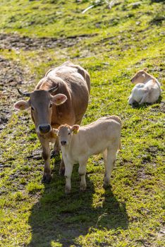 Canillo, Andorra : 2020 May 12 : Cows in the sun in the Canillo countryside in the Pyrenees, Andorra in spring.