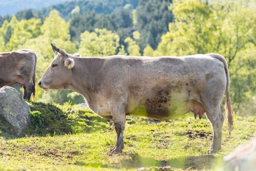 Canillo, Andorra : 2020 May 12 : Cows in the sun in the Canillo countryside in the Pyrenees, Andorra in spring.