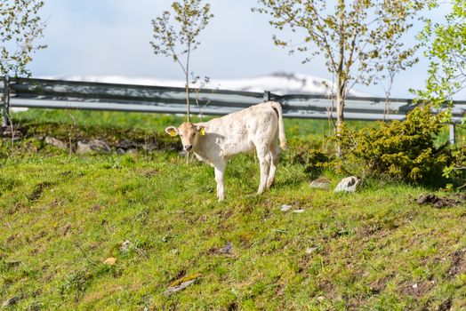 Canillo, Andorra : 2020 May 12 : Cows in the sun in the Canillo countryside in the Pyrenees, Andorra in spring.
