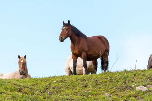 Rural stage with horses in the fields of Canillo in Andorra.
