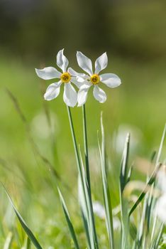 Grandalla. Narcissus poeticus
Symbolic flower of Andorra.