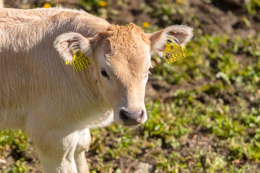Canillo, Andorra : 2020 May 12 : Cows in the sun in the Canillo countryside in the Pyrenees, Andorra in spring.