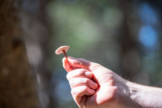 Andorran mushroom found in Canillo, Andorra