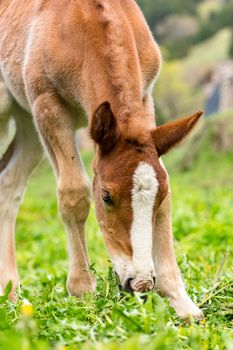 Foals on a summer pasture