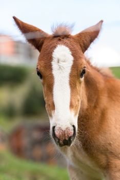 Foals on a summer pasture