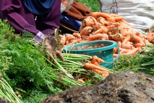 close up image of farmers harvest carrots in the fields, separate the carrots from the leaves and put them in sacks, harvest big carrots and tie them. out of focus