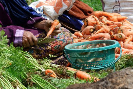 close up image of farmers harvest carrots in the fields, separate the carrots from the leaves and put them in sacks, harvest big carrots and tie them. out of focus