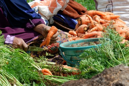 close up image of farmers harvest carrots in the fields, separate the carrots from the leaves and put them in sacks, harvest big carrots and tie them. out of focus