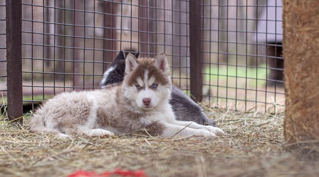 Close-up of husky dog puppies being in a cage and watching. A lone dog in a cage at an animal shelter