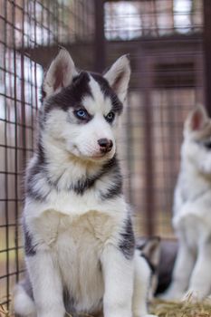 Close-up of husky dog puppies being in a cage and watching. A lone dog in a cage at an animal shelter