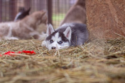 Close-up of husky dog puppies being in a cage and watching. A lone dog in a cage at an animal shelter