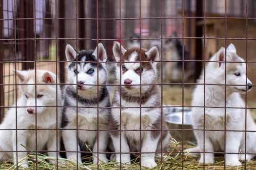 Close-up of beautiful Husky dog puppies being in a cage and looking through the cage. A lone dog in an animal shelter