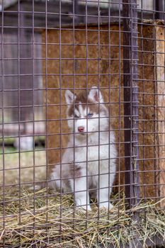 Close-up of husky dog puppies being in a cage and watching. A lone dog in a cage at an animal shelter