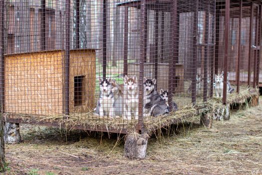 Close-up of beautiful Husky dog puppies being in a cage and looking through the cage. A lone dog in an animal shelter