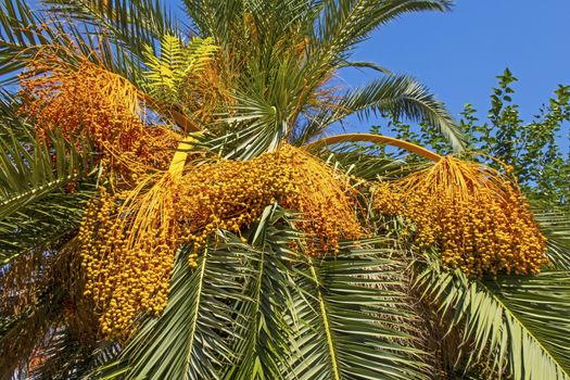 palm tree and green leaves with flowers in nature