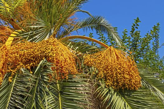 palm tree and green leaves with flowers in nature