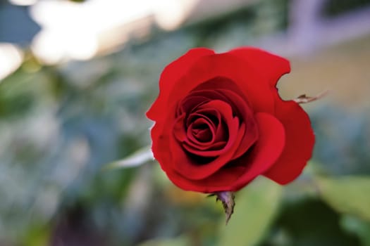 close up red rose on a green background