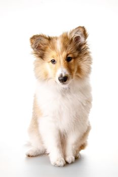 Sheltie puppy isolated on a white background