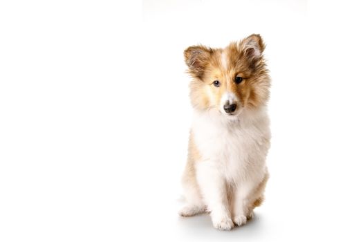 Sheltie puppy isolated on a white background