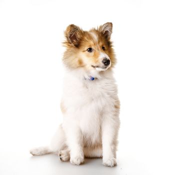 Sheltie puppy isolated on a white background