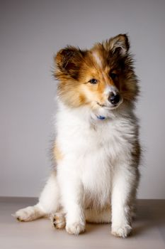 Sheltie puppy portrait on a gray background