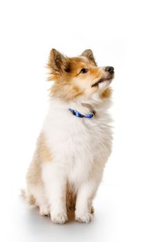 Sheltie puppy isolated on a white background