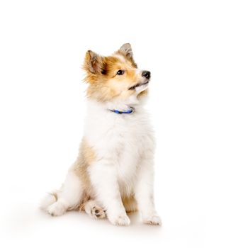 Sheltie puppy isolated on a white background