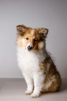 Sheltie puppy portrait on a gray background