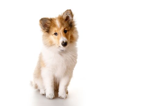 Sheltie puppy isolated on a white background