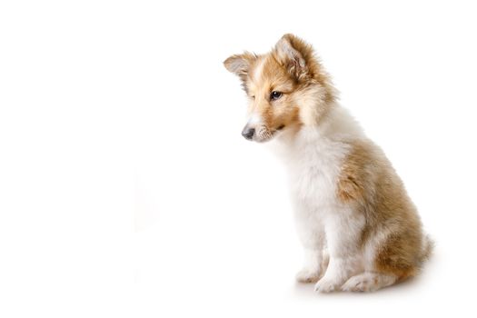 Fox isolated on a white background