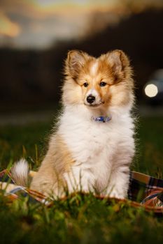 Shetland Sheepdog Puppy. Sheltie on sunset