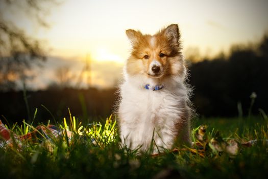 Shetland Sheepdog Puppy. Sheltie on sunset