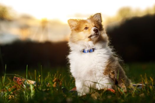 Shetland Sheepdog Puppy. Sheltie on sunset